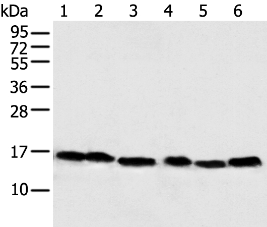 NDUFB6 Antibody