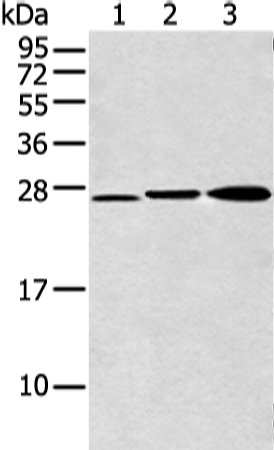 DCXR Antibody