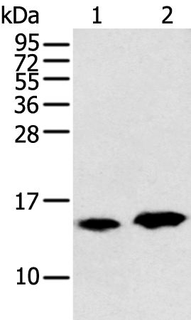 CARTPT Antibody