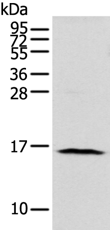 NUDT10 Antibody