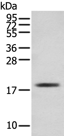 TNNC1 Antibody