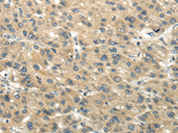 CHGB Antibody