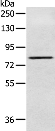 NFKBIZ Antibody