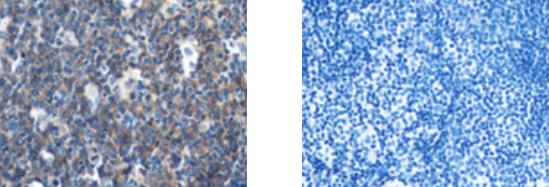 WNT6 Antibody