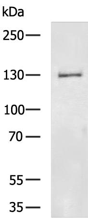 SLC4A3 Antibody