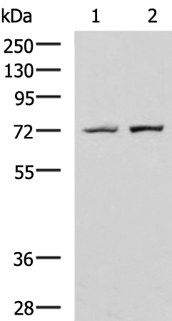 GAN antibody