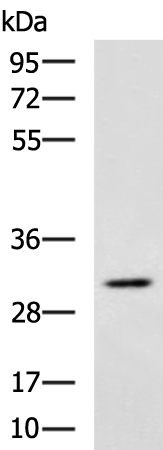 DNALI1 antibody