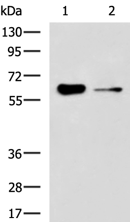 FRMD5 antibody