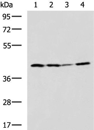 EXOG antibody