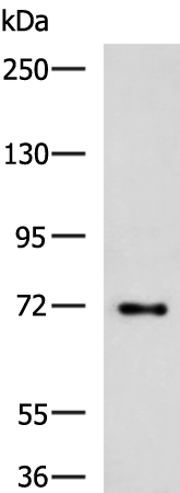 TTLL10 antibody