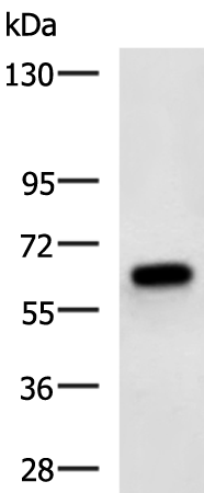 KBTBD8 antibody