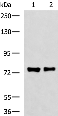 FBXO34 antibody
