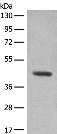 AIFM2 antibody