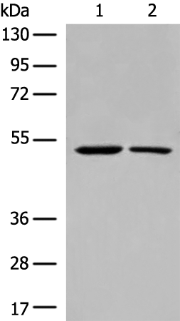 CHRNA9 antibody