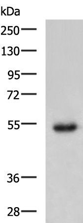 CHKA antibody