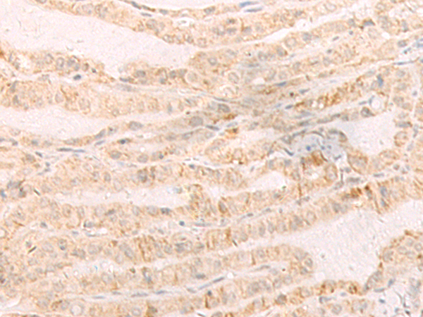 EREG antibody