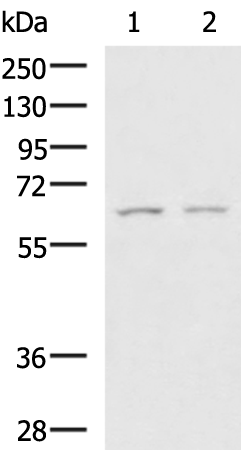 GAB4 antibody