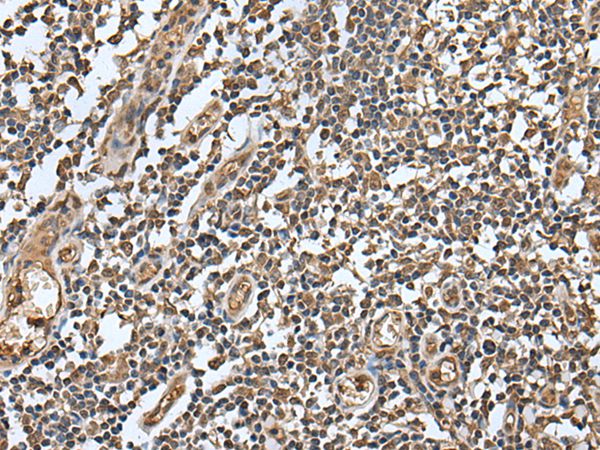 LAMTOR5 Antibody