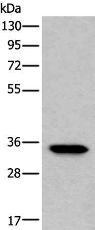 LDHC Antibody