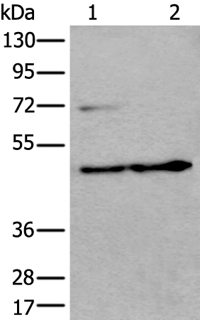 PRKAR2A Antibody