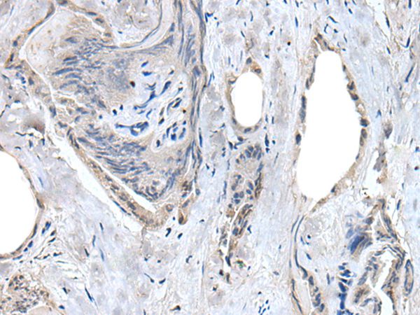 RASSF8 Antibody
