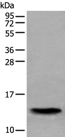 SAA4 Antibody
