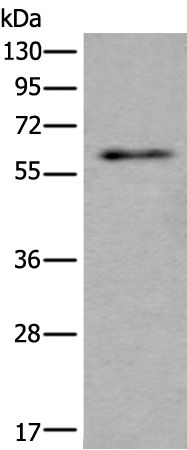 SCP2 Antibody