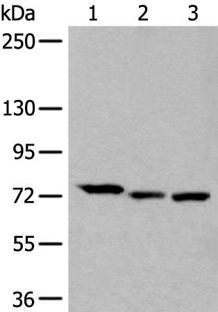 SLC27A4 Antibody