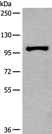 HELLS Antibody