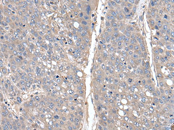 THAP10 Antibody