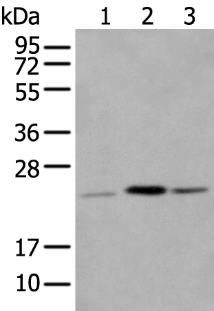 CBR4 Antibody