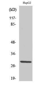 SPIC Antibody