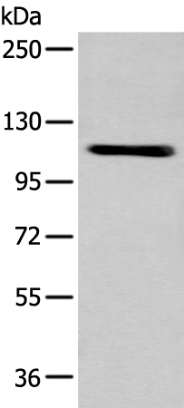ZNF281 Antibody