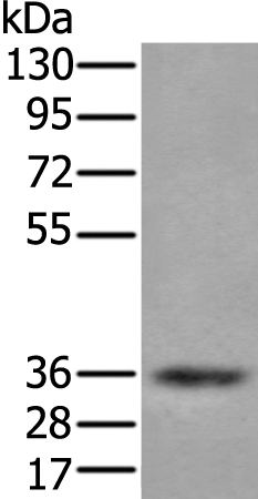 ZPBP Antibody