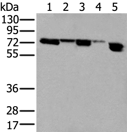 NELFA Antibody