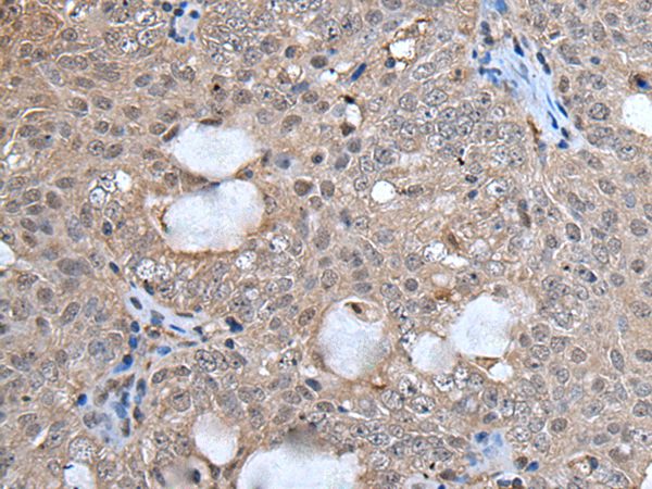 UFM1 Antibody