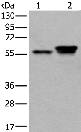 ACVR1 Antibody