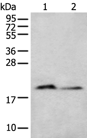 KRTAP11 Antibody