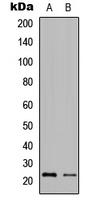 GZMH Antibody