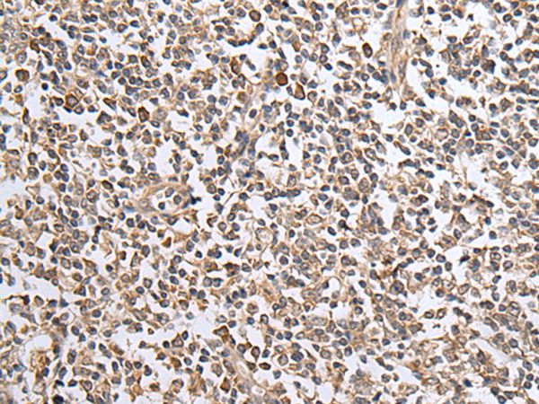 CXCL1 Antibody