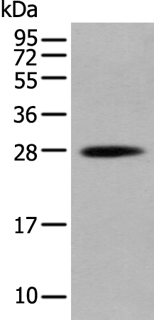 HOXB6 Antibody