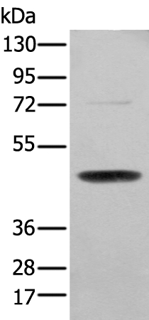SERPINH1 Antibody