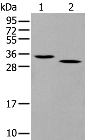 Gzmd Antibody