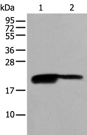 BRI3BP Antibody