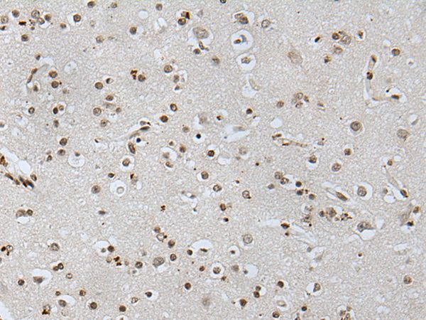 NANOG Antibody
