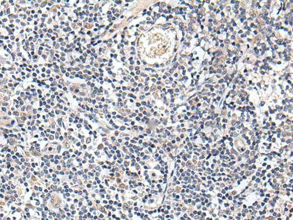 PROK1 Antibody