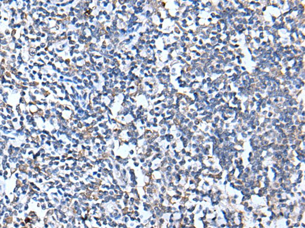 CANX Antibody