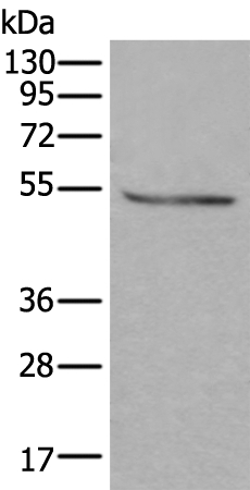 DOK2 Antibody