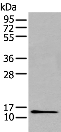 GHRL Antibody