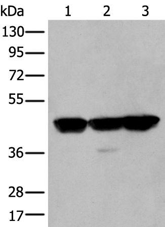 PLAG1 Antibody